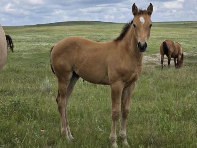 Top Gun Goose JW <BR>AQHA 6420078